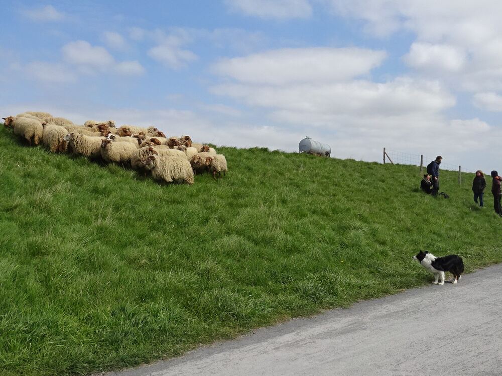 Grazende schapen met een herder op de dijk bij Knokke-Heist